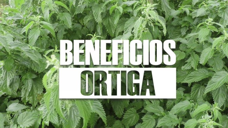 Beneficios De La Ortiga Y Todas Sus Propiedades