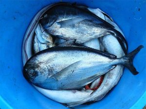 Alimentos Ricos en Vitamina B y sus beneficios Pescado