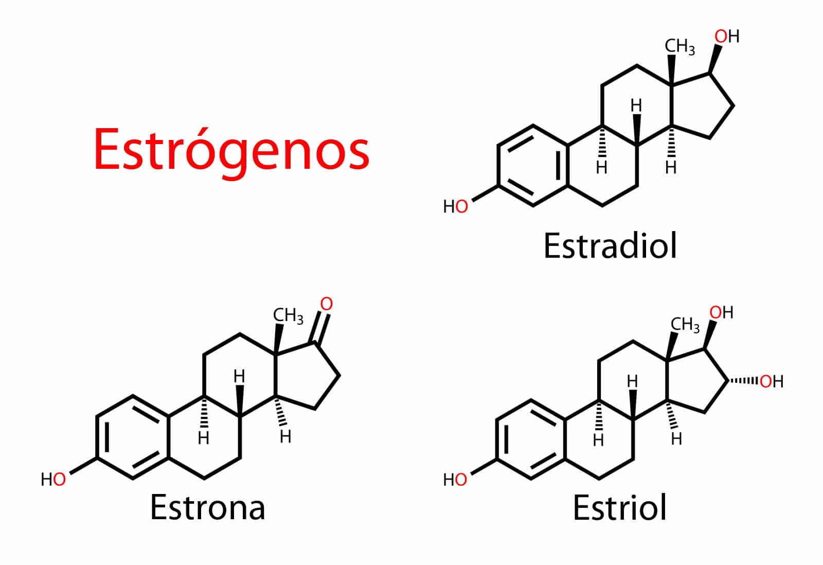 tipos de estrogeno y sus moléculas