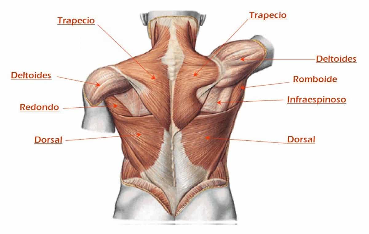 Anatomía de la Espalda | Ejercicios para espalda