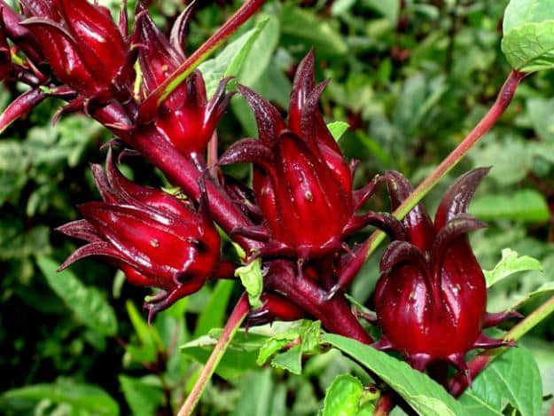 Beneficios de la flor de Jamaica que no conoces