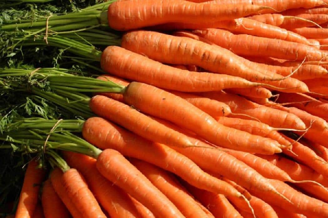 Zanahoria lo mejor para la gastritis