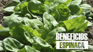 11 Beneficios De La Espinaca Para La Salud ¡Increíbles!