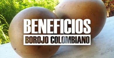 BENEFICIOS del borojo colombiano_opt