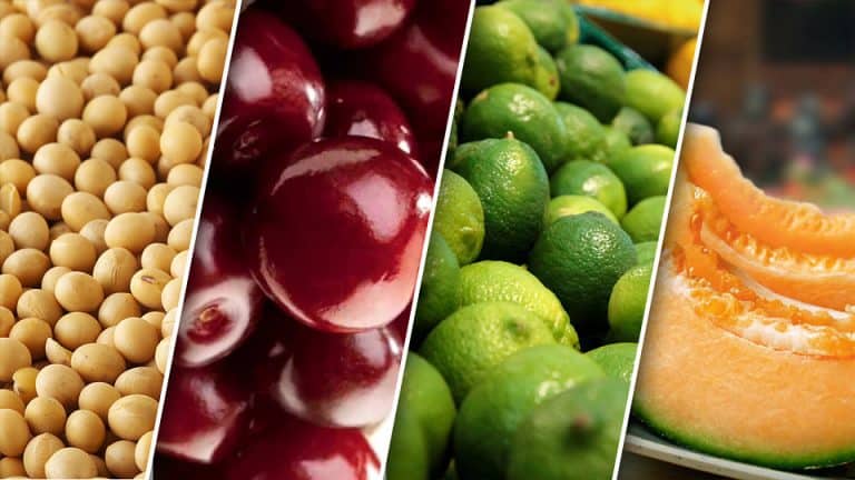 17 Alimentos Ricos En Estrógenos Naturales Y Sus Beneficios 4841