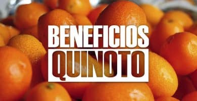 beneficios del quinoto