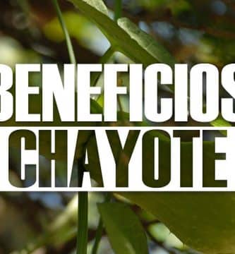 beneficios del chayote