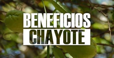 beneficios del chayote