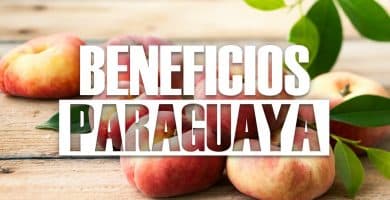 Propiedades de la paraguaya ¿Para qué sirve y cuáles son sus Beneficios?