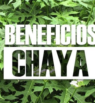 Beneficios de la chaya Planta medicinal con excelentes propiedades