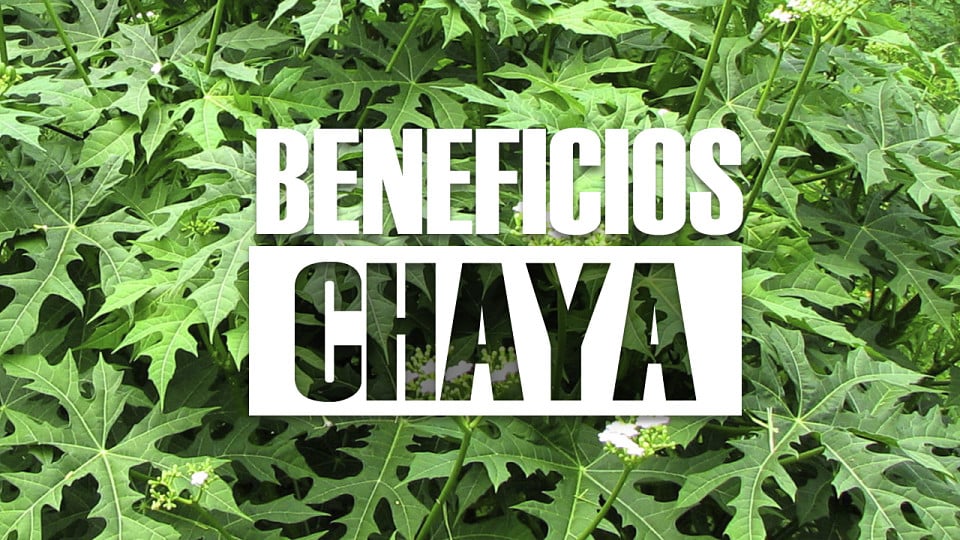 Beneficios de la chaya Planta medicinal con excelentes propiedades
